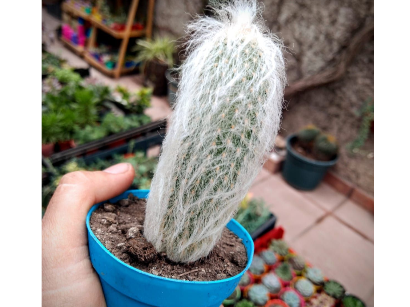 Espostoa (cactus viejito)