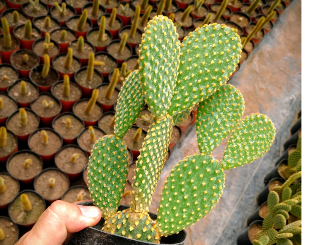 Opuntia amarillo