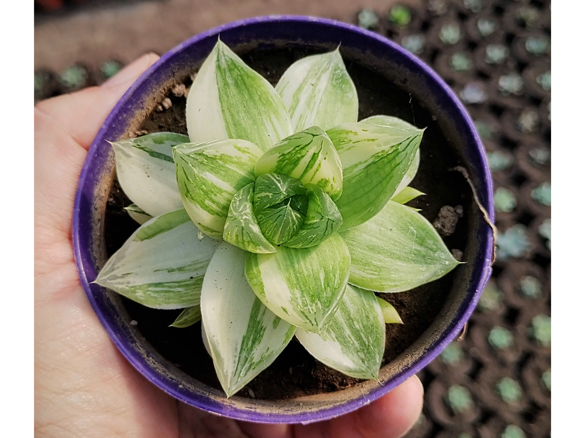 Haworthia Cymbiformis Variegada