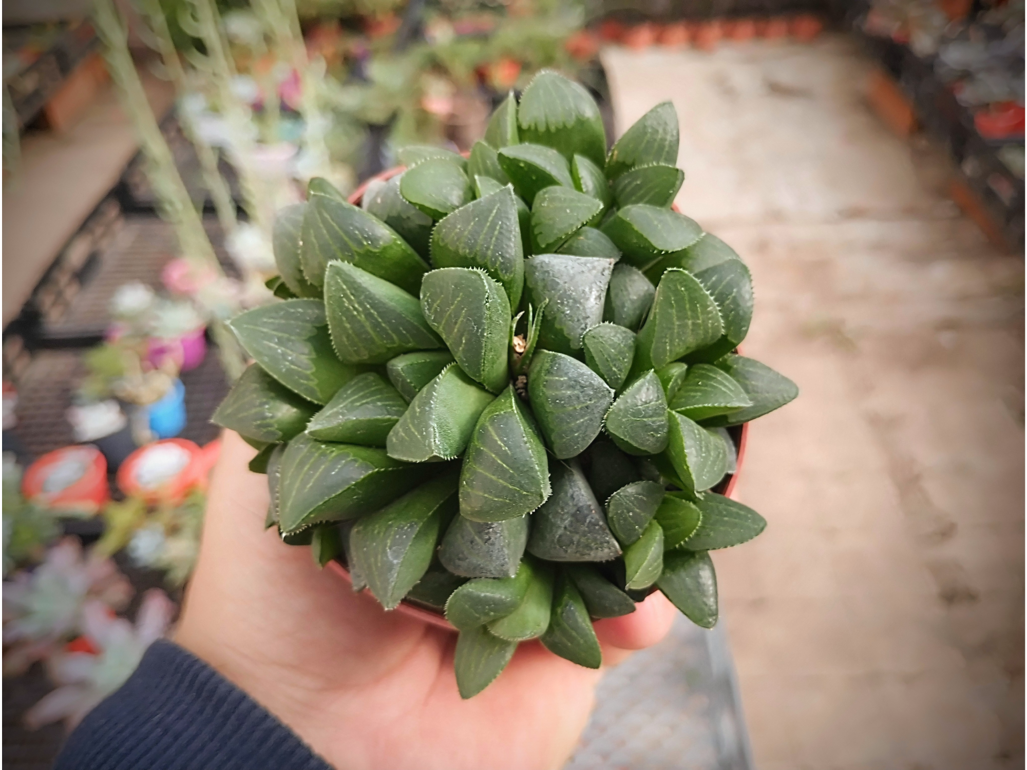 Haworthia Mirabilis