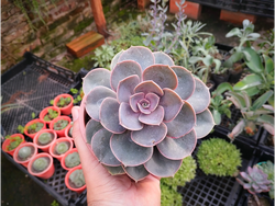 Echeveria Perle Von