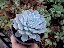 Echeveria Subsesilis Blue