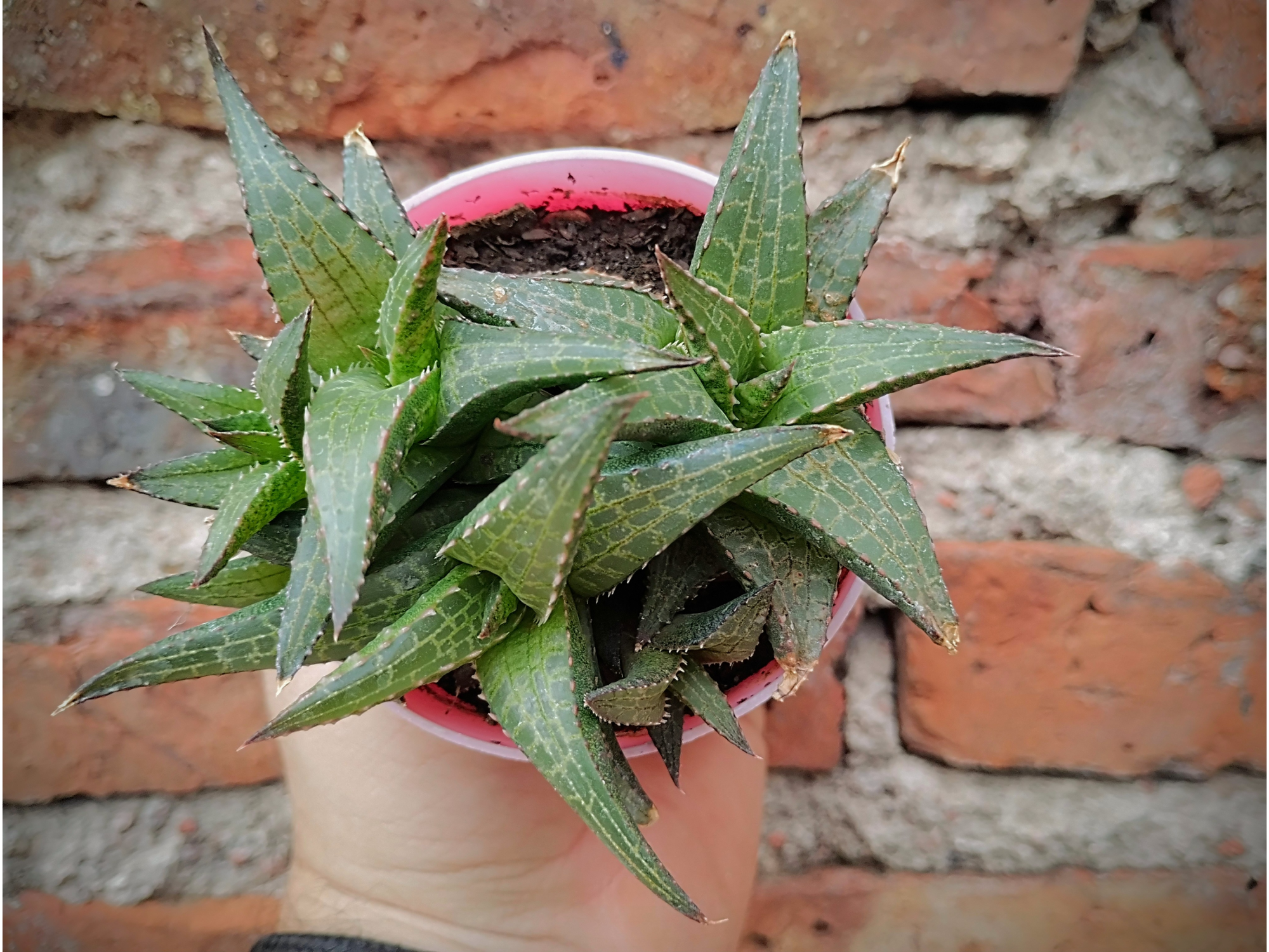 Haworthia Venosa