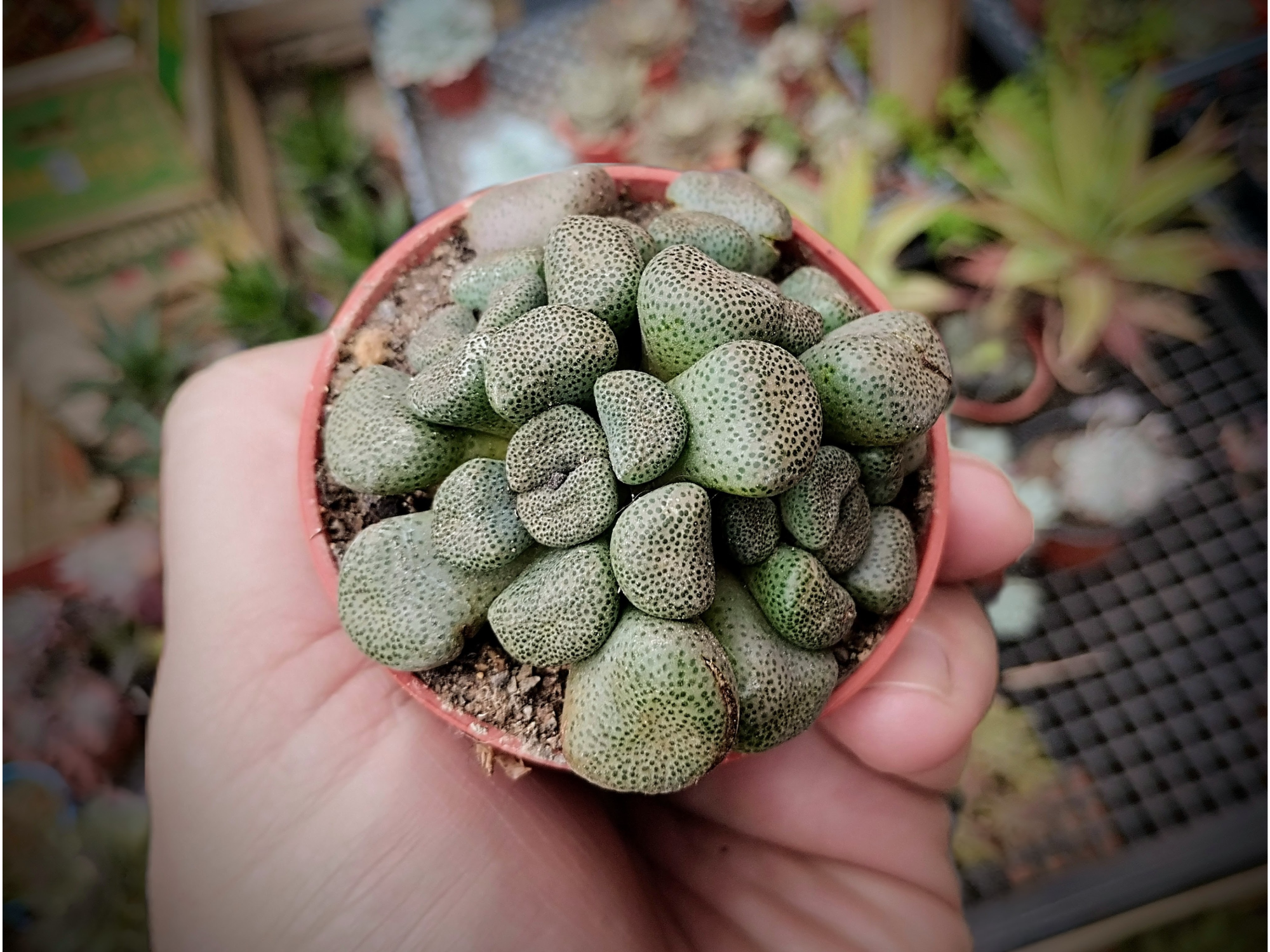 Aloinopsis Schoonesii