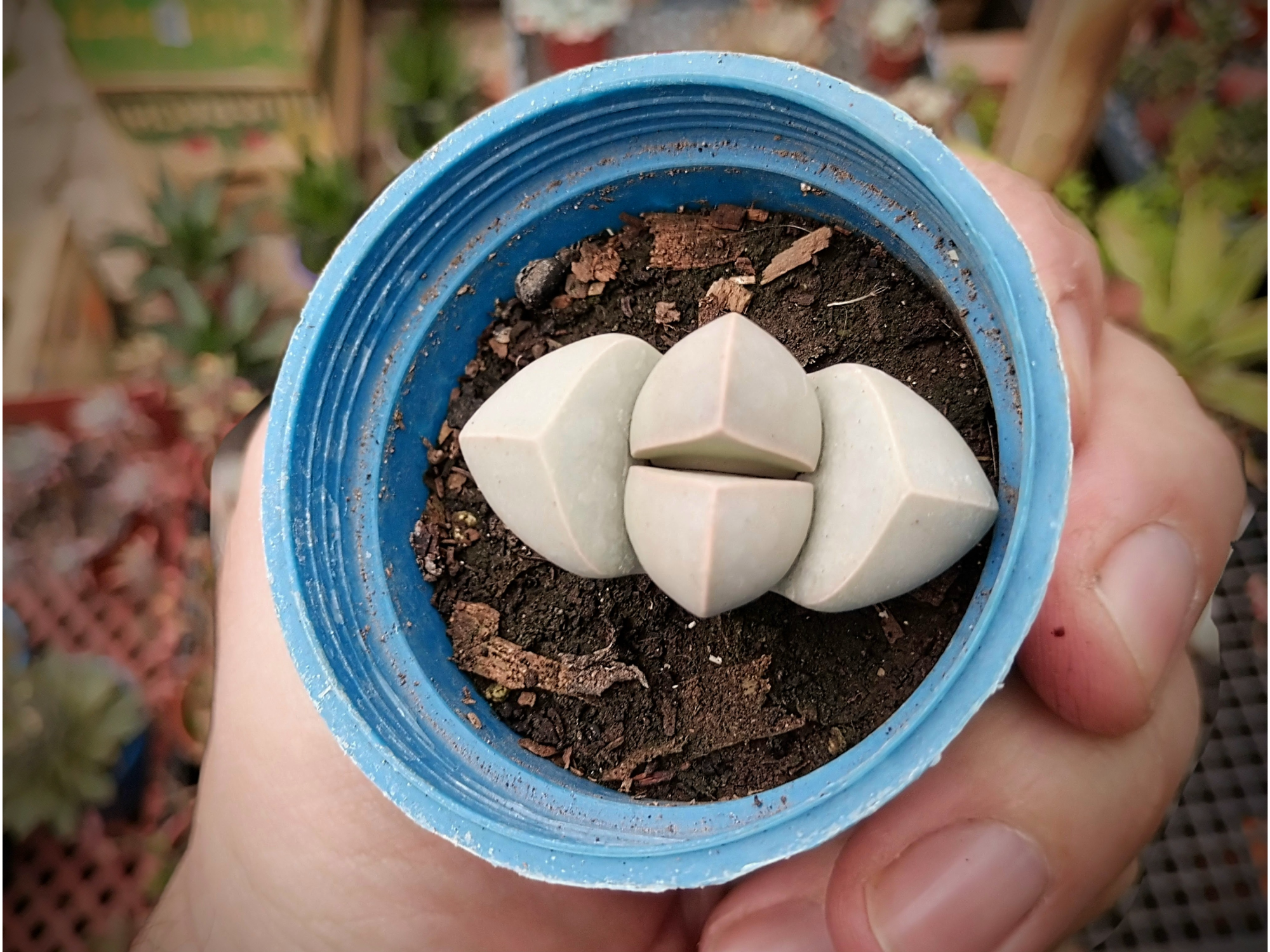 Lapidaria Margaretae