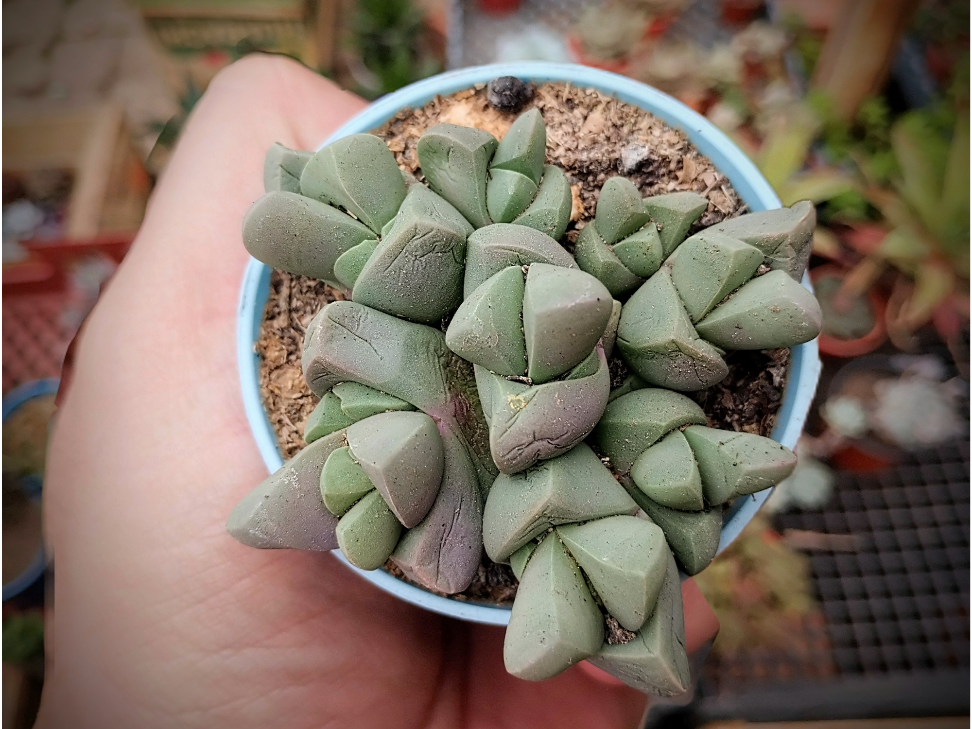 Gibbaeum Patrense