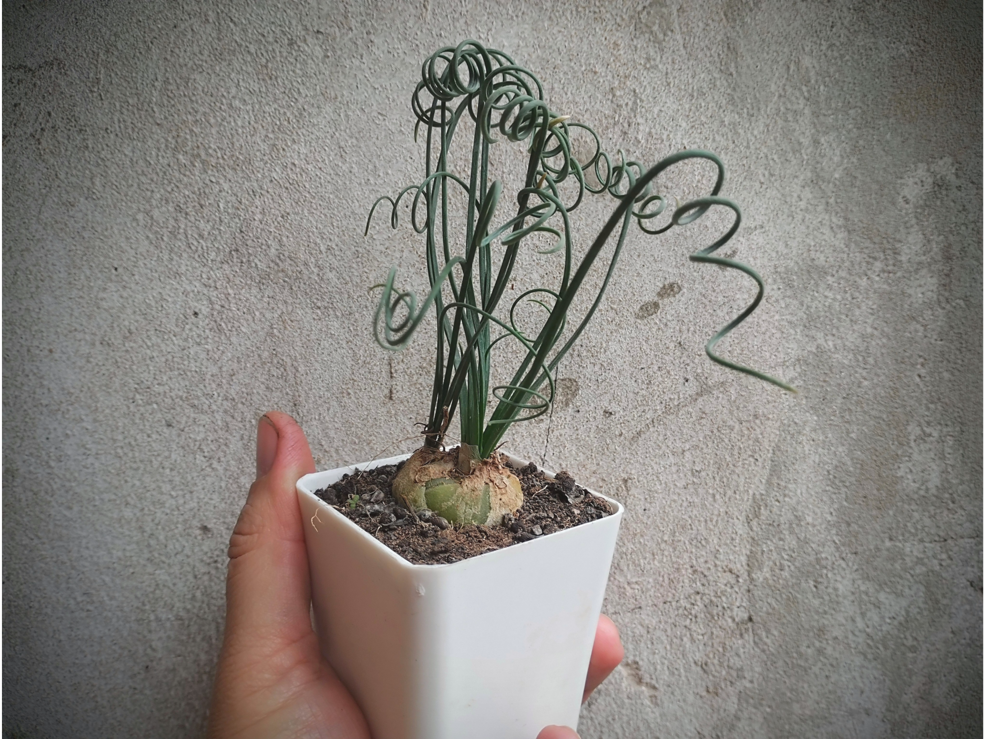 Albuca Spiralis
