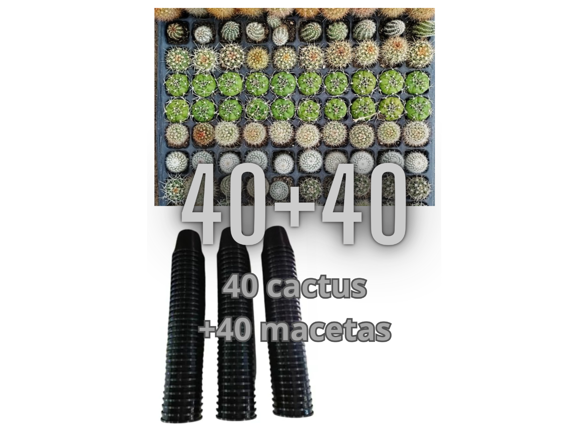 40 cactus N6 +40 Macetitas!