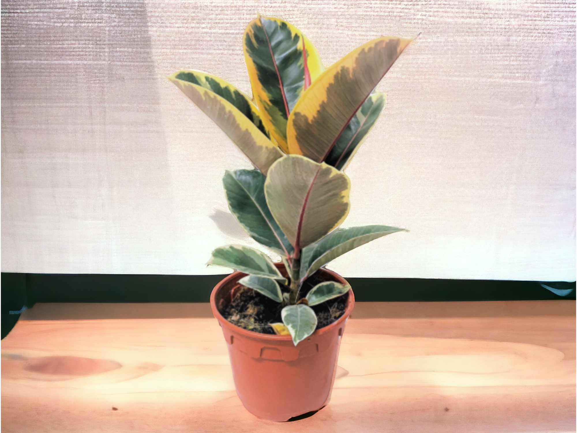 Gomero Variegado