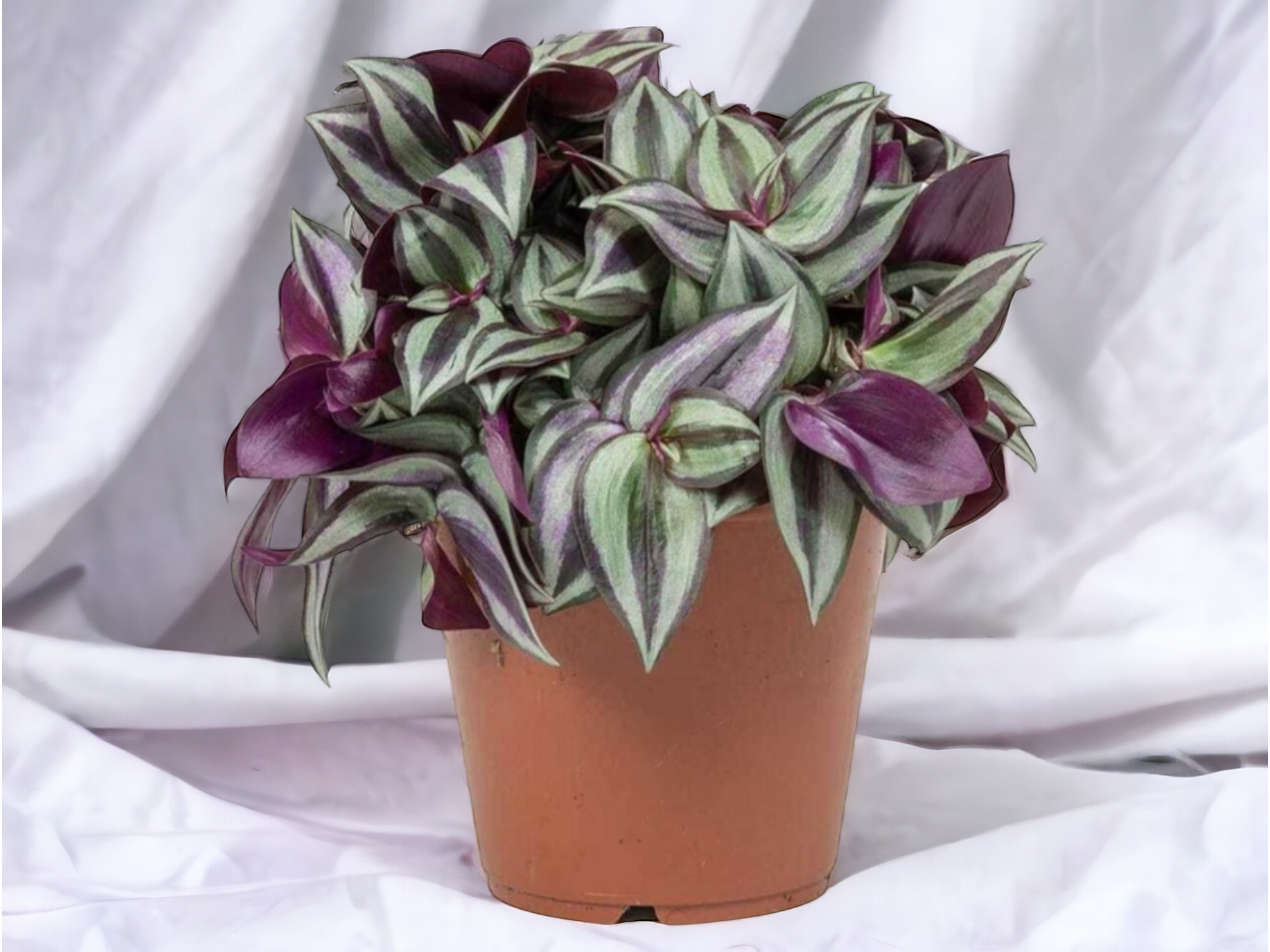 Tradescantia Zebrina