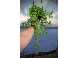 Senecio Jacobsenii