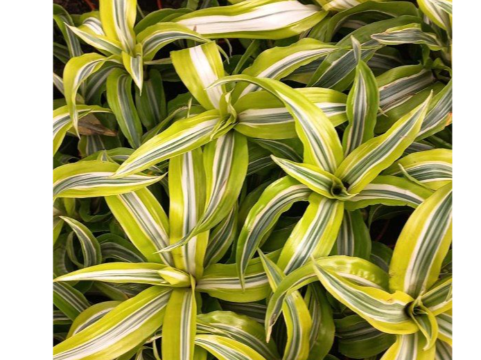 Dracena Lemon