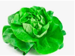 Lechuga Española