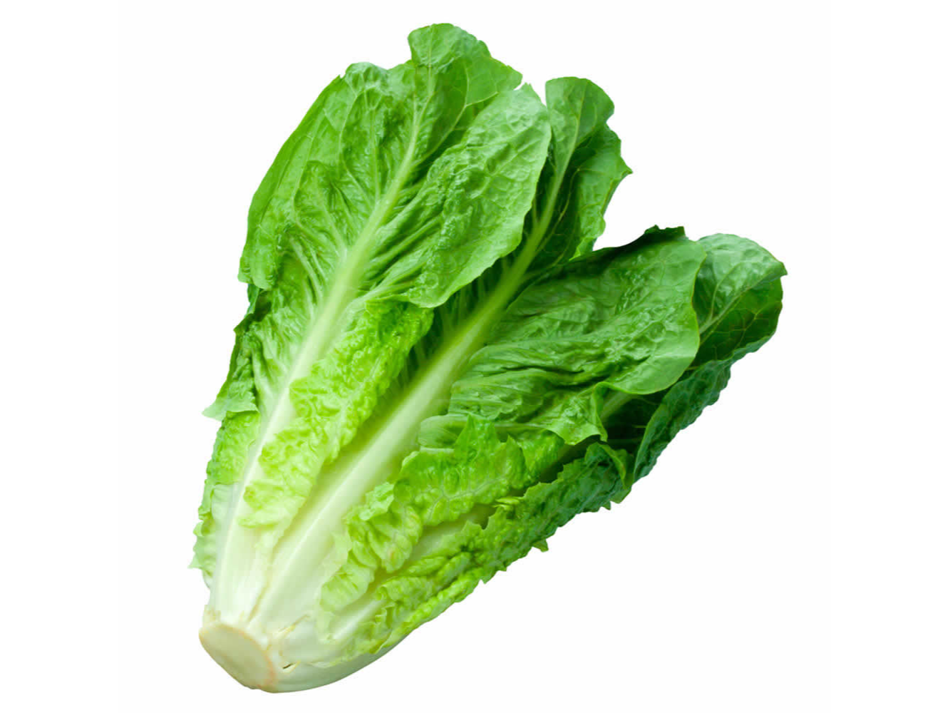 Lechuga Costina 1 Un