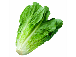 Lechuga Costina 1 Un