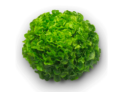 Lechuga Marina 1 un