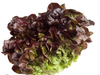 Lechuga morada