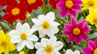 Flores de siembra de Primavera