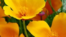 Flores de siembra de Otoño