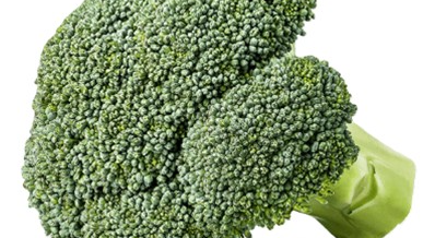 Huerta de siembra de Otoño