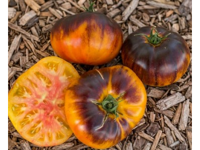 Tomate Anana Blue