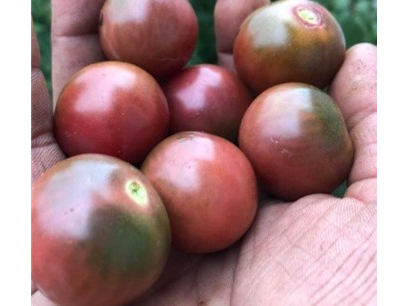 Tomate Cherry Ron´s Carbon Copy