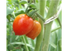 Cherry Rojo Chico-idem Cherry Rojo Corazon