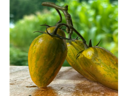 Tomate Cherry Artisan Green Tiger de Amaltea