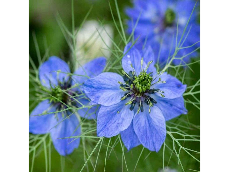 Nigella Damascena Blue