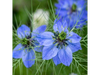 Nigella Damascena Blue
