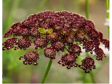 Daucus Carota Purple - Zanahoria Ornamental