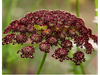 Daucus Carota Purple - Zanahoria Ornamental