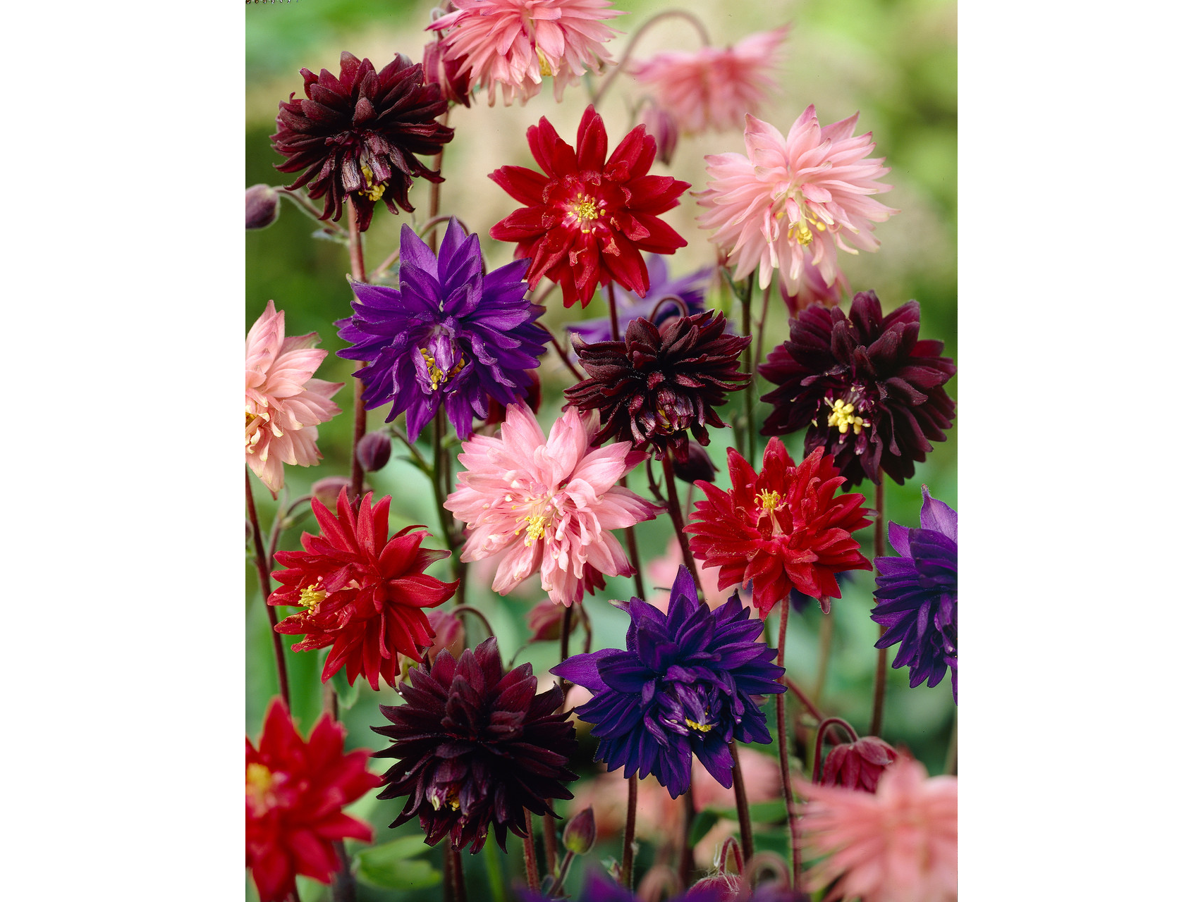 Aquilegia Mix de Amaltea