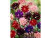 Aquilegia Mix