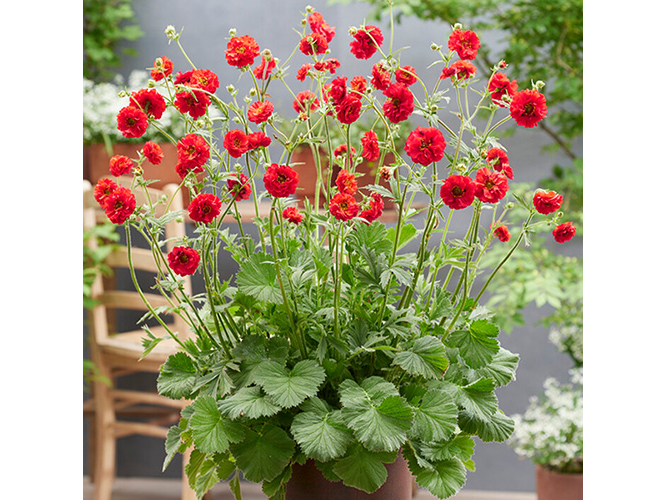 Geum