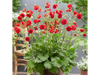 Geum