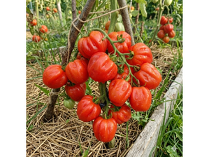Cherry Acordeón de Amaltea