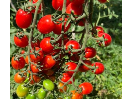 Tomate Cherry Kozula 14 Multiflora