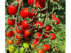 Tomate Cherry Kozula 14 Multiflora