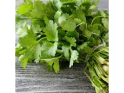 Cilantro