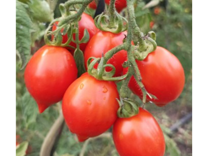 Tomate Cherry Rojo Corazón