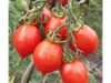 Tomate Cherry Rojo Corazón