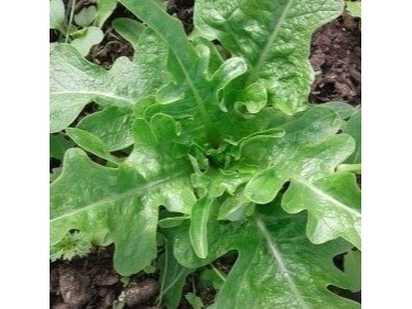 Lechuga Hoja de Roble Verde