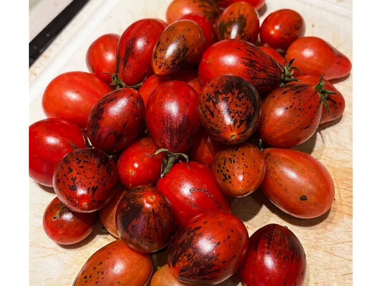 Tomate Cherry Perita Rojo Lomo con Antocianina