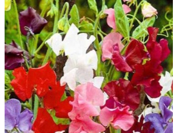 Arvejillas Perfumadas