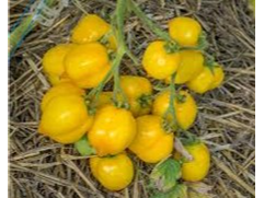 Tomate Anna Herman