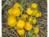 Tomate Anna Herman