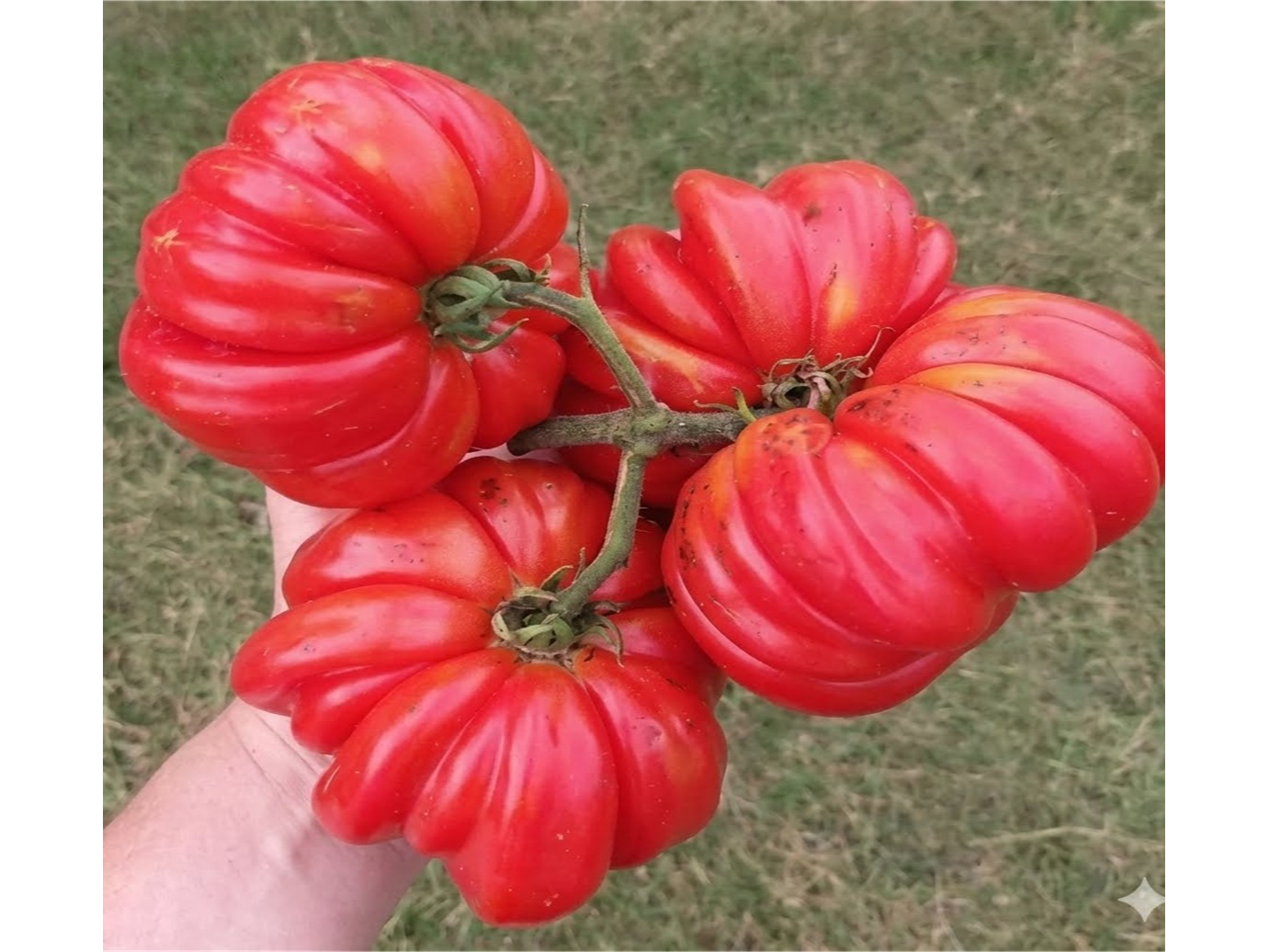 Tomate Belleza Lotringa