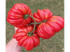 Tomate Belleza Lotringa
