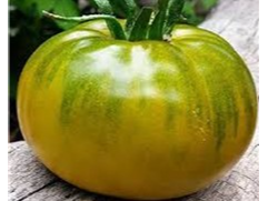 Tomate Boloto